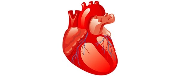 Muskuli i zemrës